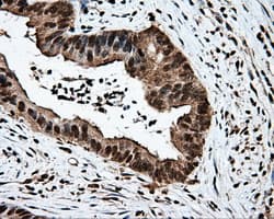 MCL1 / MCL 1 Antibody (clone OTI3A12)