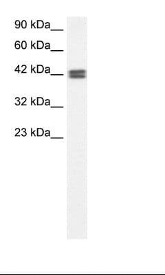 OR13C9 Antibody (C-Terminus)