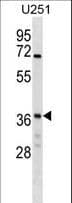NAPG Antibody (aa162-190)