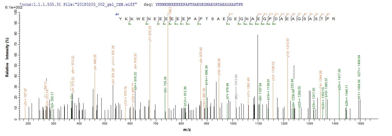 Mouse HVCN1 / HV1 Protein (Recombinant 10His, N-terminus)