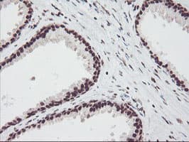 FMR1 / FMRP Antibody (aa36-279, clone OTI5B9)