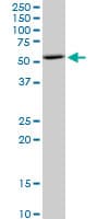 Monoclonal Mouse anti-Human BAG5 Antibody (clone 1E3, WB)