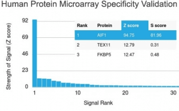 AIF1 / IBA1 Antibody (clone AIF1/1909)