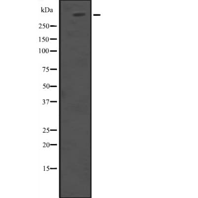 Polyclonal Rabbit anti-Human HUWE1 / ARFBP1 Antibody (WB)