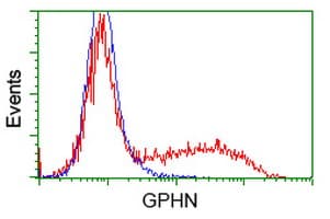 Gephyrin Antibody (clone OTI7C6)