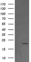 NDUFB9 Antibody (clone OTI13H11)