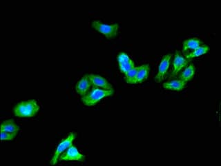 Polyclonal Rabbit anti-Human KV6.4 / KCNG4 Antibody (IHC, IF)