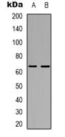 STK39 / SPAK Antibody (Internal)