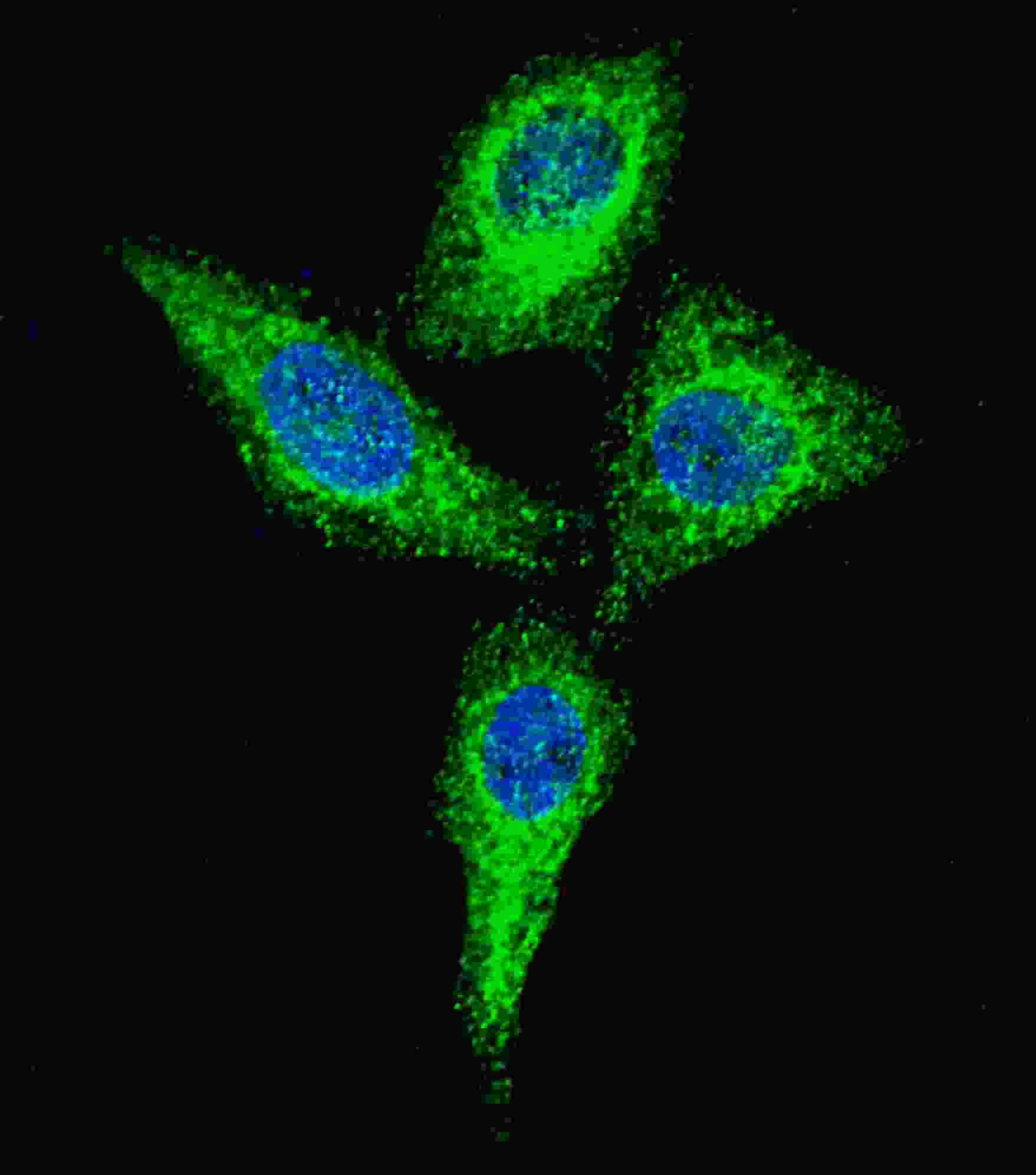 ALPI / Alkaline Phosphatase Antibody (aa274-304)