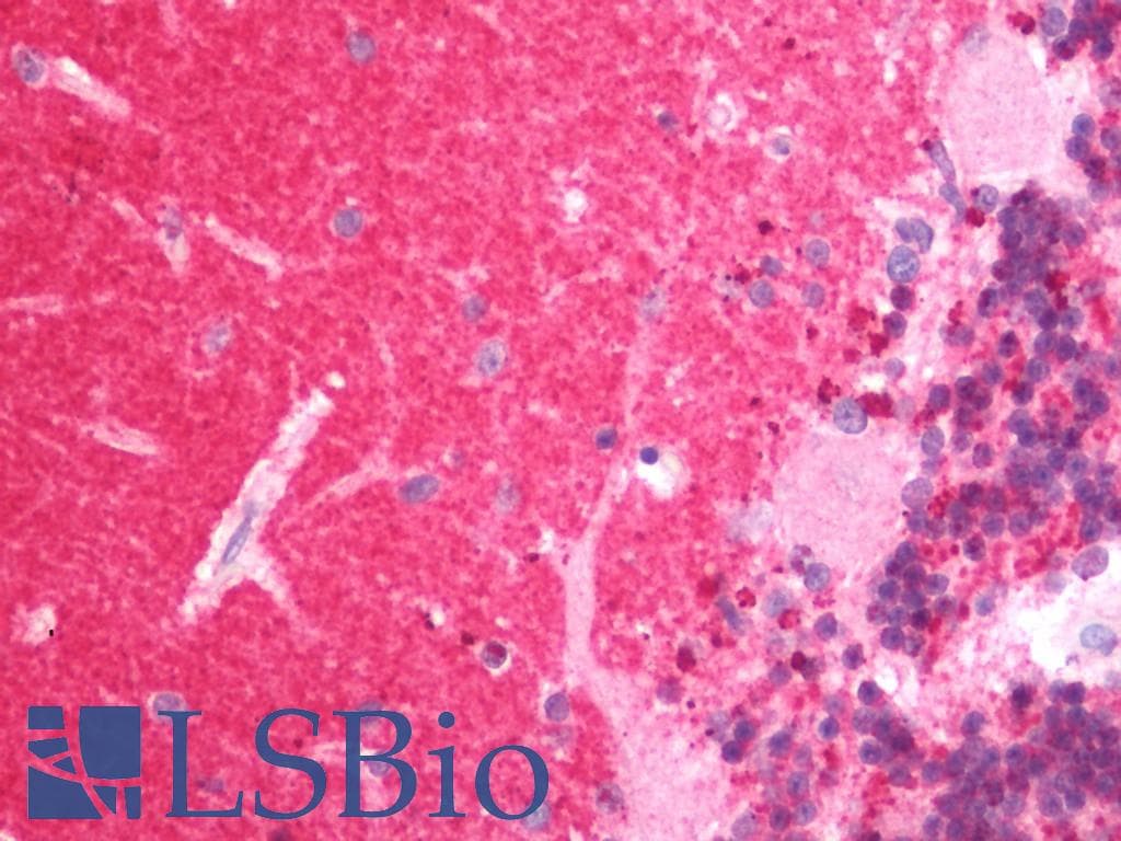 IHC-plus™ SNCA / Alpha-Synuclein Antibody