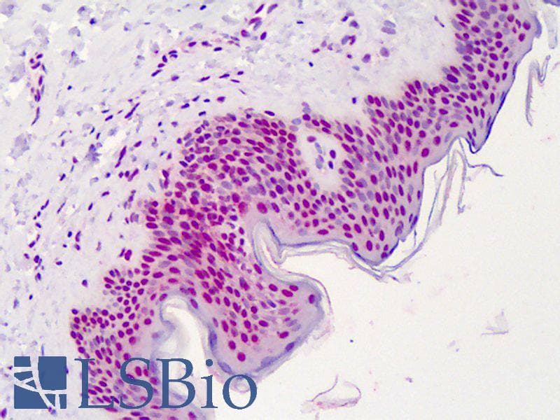 IHC-plus™ APEX1 / APE1 Antibody (clone 2104, Preservative Free)