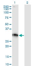 XRCC2 Antibody (clone 2H4)