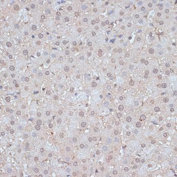 SNW1 / SKIP Antibody