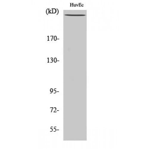 FLNA / Filamin A Antibody (2090-2170 aa)