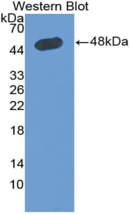 ICAM-1 / CD54 Antibody (aa41-464)