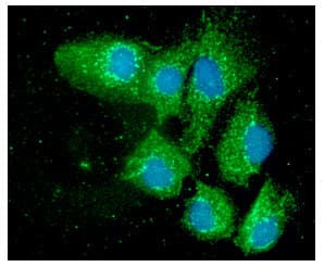 PDIA3 / ERp57 Antibody (clone AT9E9)