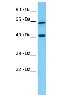 CDK10 Antibody (aa255-304)