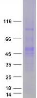 Human POU5F1 / OCT4 Protein (Recombinant Myc-DDK (Flag))