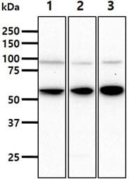 HSPA13 Antibody (clone AT2F6)