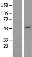 GTF2H4 / TFB2 Protein (Over-Expression Lysate Myc-DDK (Flag))