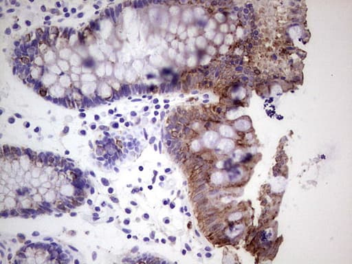 Peripherin Antibody (clone OTI3F4)