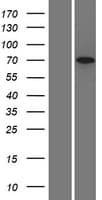SCG2 / Secretogranin II Protein (Over-Expression Lysate Myc-DDK (Flag))