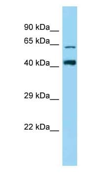 Polyclonal Rabbit anti-Rat ZNF667 / MIPU1 Antibody (N-Terminus, WB)