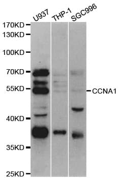 CCNA1 / Cyclin A1 Antibody