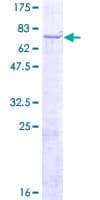 Human PTK6 / BRK Protein (Recombinant GST)