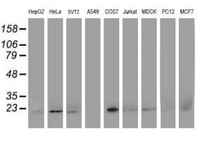 DHFRL1 Antibody (aa4-185, clone OTI1E2)
