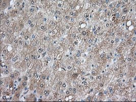 BCL10 / BCL-10 Antibody (clone OTI4A8, Carrier-free)
