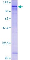 Human ZSCAN12 Protein (Recombinant GST)