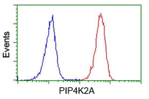 IHC-plus™ PIP4K2A / PIPK Antibody (clone 3D3)
