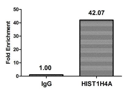 HIST1H4I Antibody