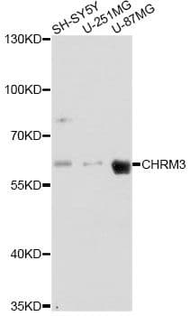 CHRM3 / M3 Antibody