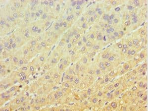 EIF3H / EIF3S3 Antibody (aa80-340)
