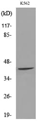 Polyclonal Rabbit anti-Human RHAG Antibody (WB)