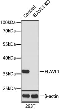 ELAVL1 / HUR Antibody