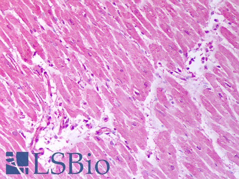 TRPC7 Antibody (aa845-862, clone S64A-36, PerCP)
