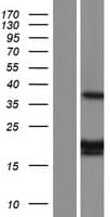 MRPL11 Protein (Over-Expression Lysate Myc-DDK (Flag))