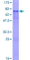 Human INPP5K / SKIP Protein (Recombinant GST)