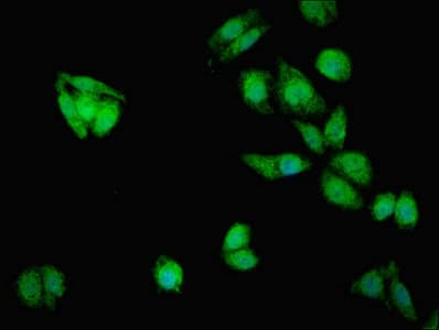 MTX2 Antibody