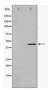 SMAD7 Antibody