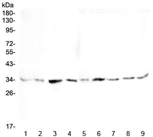 GOLPH3 Antibody