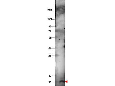 CXCL10 / IP-10 Antibody (Lyophilized)