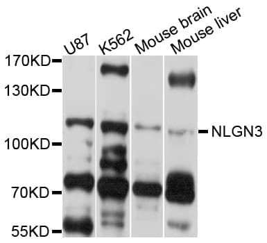NLGN3 / Neuroligin 3 Antibody
