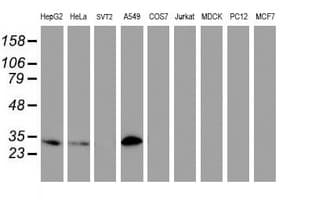 NNMT Antibody (clone OTI2G8, Carrier-free)