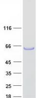 Human TEX13A Protein (Recombinant Myc-DDK (Flag))