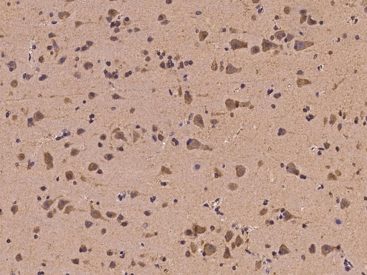 EGR4 / EGR-4 Antibody