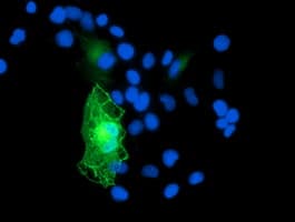 GAS7 Antibody (clone OTI4E6)